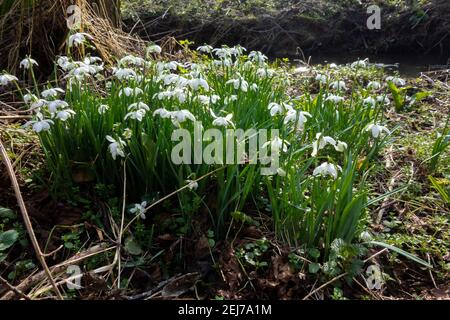 Wilder Schneeglöckchen, Galanthus nivalis, Flordon Common Stockfoto