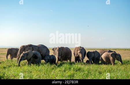 Herde von Bush Elefanten (Loxodonta africana) Wandern am abright Tag im amboseli Nationalpark Reserve, kenia, das nahe zum Mt Kilimanjaro, Tanzaina ist Stockfoto