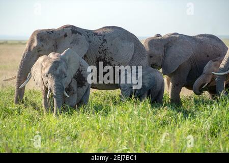 Herde von Bush Elefanten (Loxodonta africana) Wandern am abright Tag im amboseli Nationalpark Reserve, kenia, das nahe zum Mt Kilimanjaro, Tanzaina ist Stockfoto