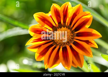 Nahaufnahme von Gazania Blume oder afrikanische Gänseblümchen in einem Garten Stockfoto