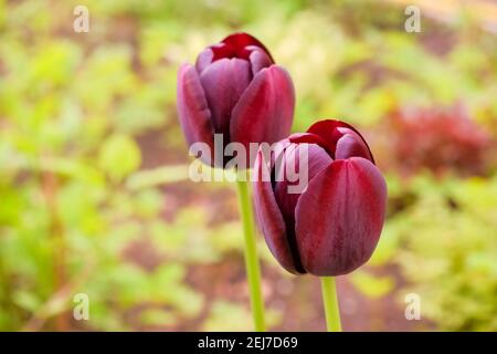 Dunkelviolette Tulpe blüht im Garten.Dunkelviolett, fast schwarz, Triumph Tulpen Blackjack blüht im Park im April.ungewöhnlich gefärbte Tulpen an Stockfoto