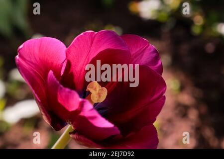 Dunkelviolette Tulpe blüht im Garten.Dunkelviolett, fast schwarz, Triumph Tulpen Blackjack blüht im Park im April.ungewöhnlich gefärbte Tulpen an Stockfoto