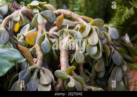 Saftige Pflanze durch Frost ruiniert Stockfoto