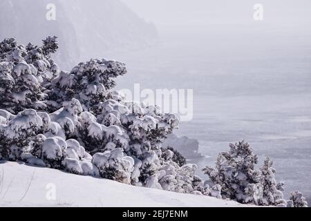 Wacholderzweige und Zapfen unter Schnee und Eis, an bewölkten verschneiten Tagen. Juniperus sp. Frostige Winterzeit nach Schneefall. Unendliche Schönheit der Natur Stockfoto