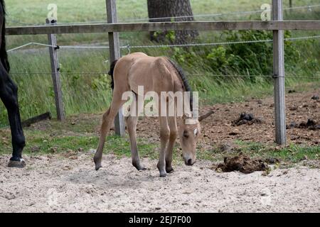 Junges, gelbes Fohlen mit schwarzer Mähne und Schwanz, neugierig in einem Fahrerlager im Sand stehend. Buckskin oder Dunhorse colt Stockfoto