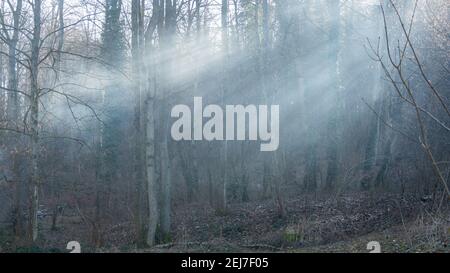 Sonnenstrahlen im nebligen Wald Stockfoto