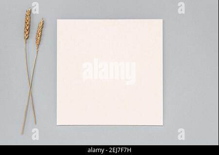 Quadratische Einladungskarte Mockup mit getrockneten goldenen Ohren auf einem neutralen Farbtisch. Mockup Weißes Papier leer. Platz kopieren Stockfoto