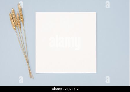 Weißes Papier leer leer, golden getrockneten Gras Dekoration auf neutralem Hintergrund. Weiße quadratische Einladungskarte Mockup auf neutralen Pastelltisch. Flach liegend, t Stockfoto