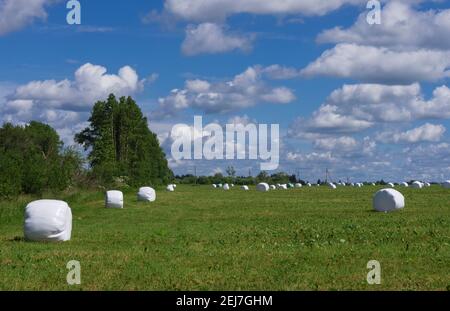 Sommerwiese mit Heurollen in Kunststoffverpackung auf Der Hintergrund des blauen Himmels mit Wolken Stockfoto
