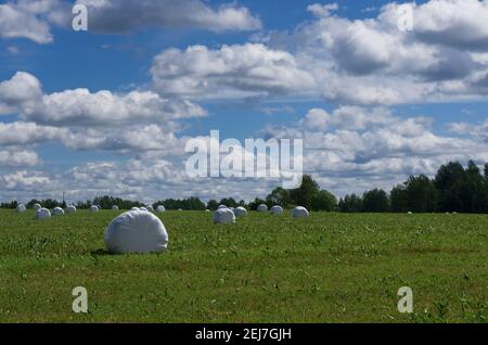 Sommerlandschaft mit Heurollen in Kunststoffverpackungen auf Der Hintergrund des Himmels mit Wolken Stockfoto