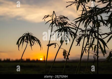 Die Sonne untergeht über einem Feld von Hanf angebaut Eine Farm in Neuseeland Stockfoto