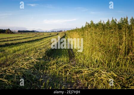 Felder von Hanf für die Faser geerntet, Neuseeland Stockfoto