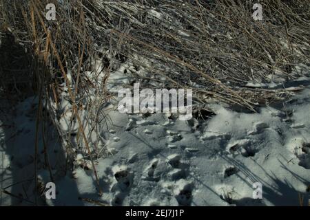 Nahaufnahme von Tierspuren neben Schilf im Schnee Stockfoto