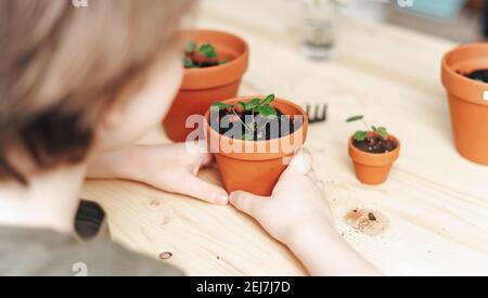 Kind Junge Gärtner kümmert sich um und verpflanzen Erdbeeren sprießen Pflanze in einen neuen Keramik-Topf auf dem Holztisch. Home Gartenarbeit, Liebe von Hou Stockfoto