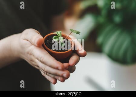 Kinder Gärtner Topfpflanze Stockfoto