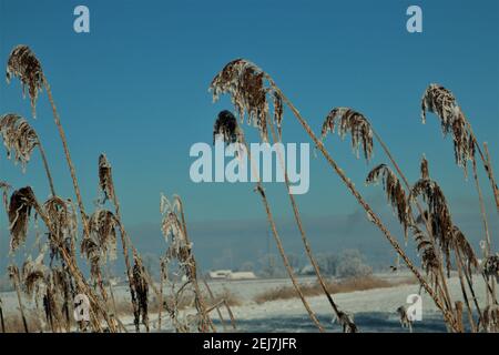 Nahaufnahme von Tierspuren im Schnee Stockfoto