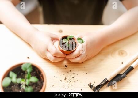 Kinder Gärtner Topfpflanze Stockfoto