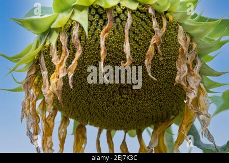 Große welkende Sonnenblume kernlos hängenden Kopf in einem Herbst blauen Himmel nach dem Shedding alle seine Samen, Attica, Griechenland Stockfoto