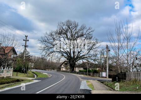 Loznica, Serbien, 15. Februar 2020. Eine verzweigte alte Eiche, die gesetzlich geschützt ist. Der Baum streckte sich hoch in den Himmel. Stockfoto