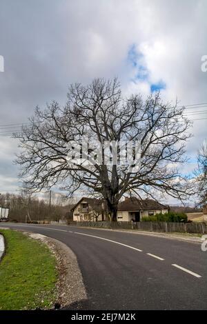 Loznica, Serbien, 15. Februar 2020. Eine verzweigte alte Eiche, die gesetzlich geschützt ist. Der Baum streckte sich hoch in den Himmel. Stockfoto