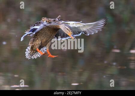 Stockente (Anas platyrhynchos), Weibchen, Nahaufnahme, im Flug, Landung Stockfoto