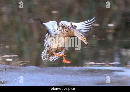 Stockente (Anas platyrhynchos), Weibchen, Landung auf Eis, Nahaufnahme Stockfoto