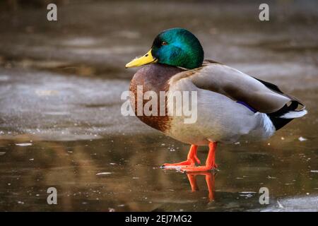 Stockente (Anas platyrhynchos), Männchen, auf Eis gehend, Nahaufnahme Stockfoto