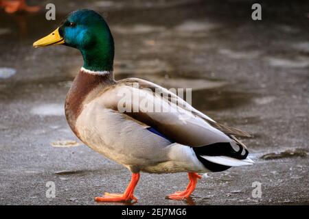 Stockente (Anas platyrhynchos), Männchen, auf Eis gehend, Nahaufnahme Stockfoto