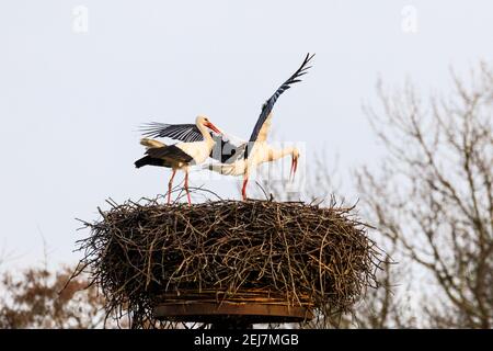 Weißstorch-Paar (Ciconia ciconia) in ihrem Nest, umwerben Stockfoto