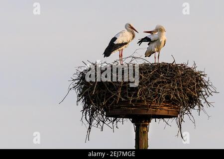 Weißstorch-Paar (Ciconia ciconia) in ihrem Nest, umwerben Stockfoto