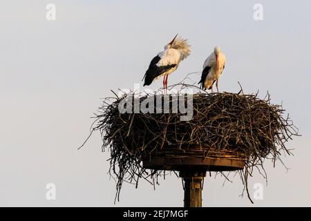 Weißstorch-Paar (Ciconia ciconia) in ihrem Nest, umwerben Stockfoto