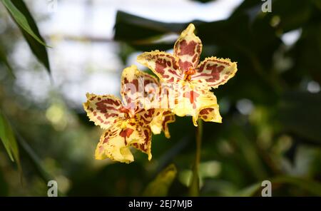 Zwei gelb gefleckte Orchideen cattleya Stockfoto