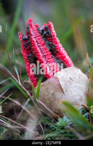 Teufelsfinger aus einem übermächtigen Ei ( Tintenfisch Stinkhorn, tintenfisch Pilz, Clathrus archeri ) New Forest, Hampshire, England Stockfoto