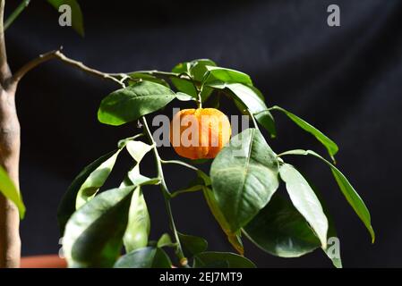 Bittere Orange Kikudaidai wächst in Japan. Stockfoto