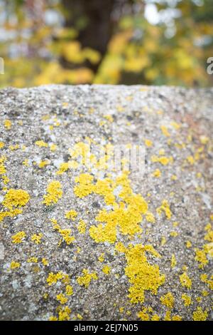 Gelbe Flechtenkolonien ( Xanthoria parietina ) Kontrastierend mit alter grauer Wand und spiegelnden gelben Blättern innen Hintergrund Stockfoto