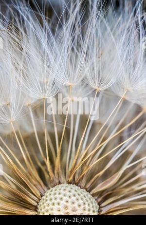 Vertikale Aufnahme von Löwenzahn Samen Stockfoto