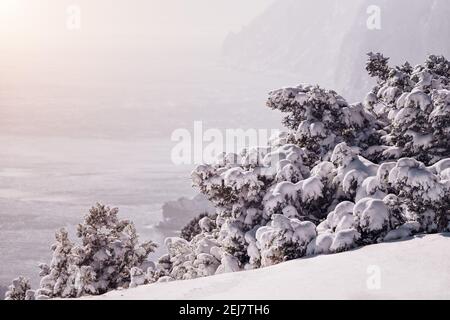 Wacholderzweige und Zapfen unter Schnee und Eis, an bewölkten verschneiten Tagen. Juniperus sp. Frostige Winterzeit nach Schneefall. Unendliche Schönheit der Natur Stockfoto