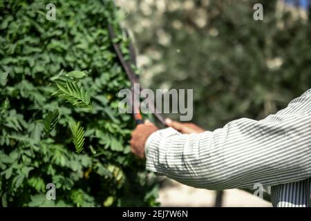 Der alte Gärtner schneidet den Busch mit großen alten Metallscheren. Gartenpflege. Stockfoto