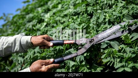 Der alte Gärtner schneidet den Busch mit großen alten Metallscheren. Gartenpflege. Stockfoto