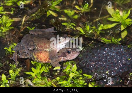 Gewöhnlicher Frosch, Rana temporaria, ein Paar, Männchen und Weibchen in Amplexus im Zuchtteich, mit Froschlaich, Februar, Großbritannien Stockfoto