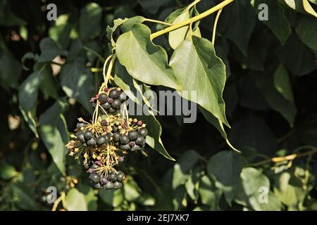 Zweig mit Blättern und Beeren von atlantischem Efeu, Hedera hibernica, Araliaceae Stockfoto