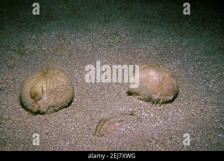 Herzurchin oder Meerkartoffel (Echinocardium cordatum) Gruppe von drei auf oder teilweise im Sand Meeresboden begraben, Großbritannien. Stockfoto