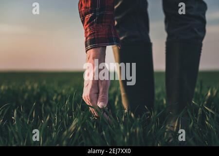 Farmer, der Weizenpflanzen auf dem Weizenrasenfeld untersucht, Nahaufnahme der Hand, die grüne Getreidesprossen berührt, selektiver Fokus Stockfoto