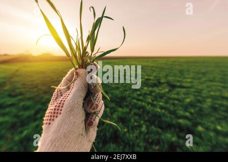 Bauern, die auf dem Feld Radrasen berühren und die Entwicklung von Getreideernten untersuchen, selektiver Fokus Stockfoto