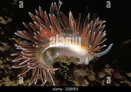 Nacktschnecken oder Meeresschnecke (Fjordia lineata, früher Coryphella lineata) unter Wasser, Großbritannien. Stockfoto