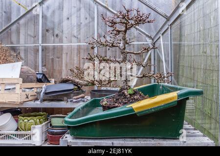 In einem Gewächshaus Wurzel Beschneiden und repotting eine japanische Lärche. Larix kaempferi Bonsai im späten Winter frühen Frühling, bevor es in Knospe kommt, Nort Stockfoto