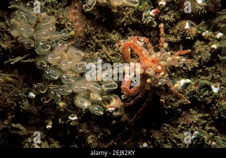 Skorpionspinnen Krabbe (Inachus dorsettensis) Tarnung selbst, Großbritannien. Stockfoto