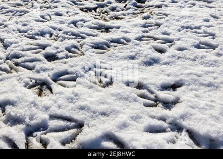 Mehrfache Vogelfußabdrücke von Kanadagänsen (Branta canadensis) in weichem Schnee auf dem Boden an einem verschneiten Tag im Winter, Surrey, Südostengland Stockfoto