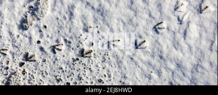 Mehrfache Vogelfußabdrücke von Kanadagänsen (Branta canadensis) in weichem Schnee auf dem Boden an einem verschneiten Tag im Winter, Surrey, Südostengland Stockfoto