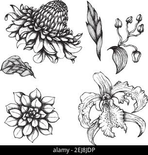 Vektorgrafik mit handgezeichneter Tinte. Set mit verschiedenen Arten von exotischen Blumen. Monochrome Darstellung isoliert auf weißem Hintergrund Stock Vektor